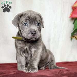 Eeyore, Cane Corso Puppy